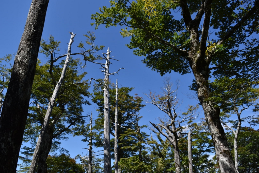 f:id:ayuman18:20160914124058j:plain