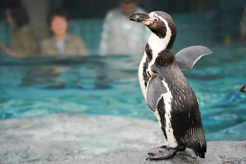 f:id:ayuman18:20180728224340j:plain