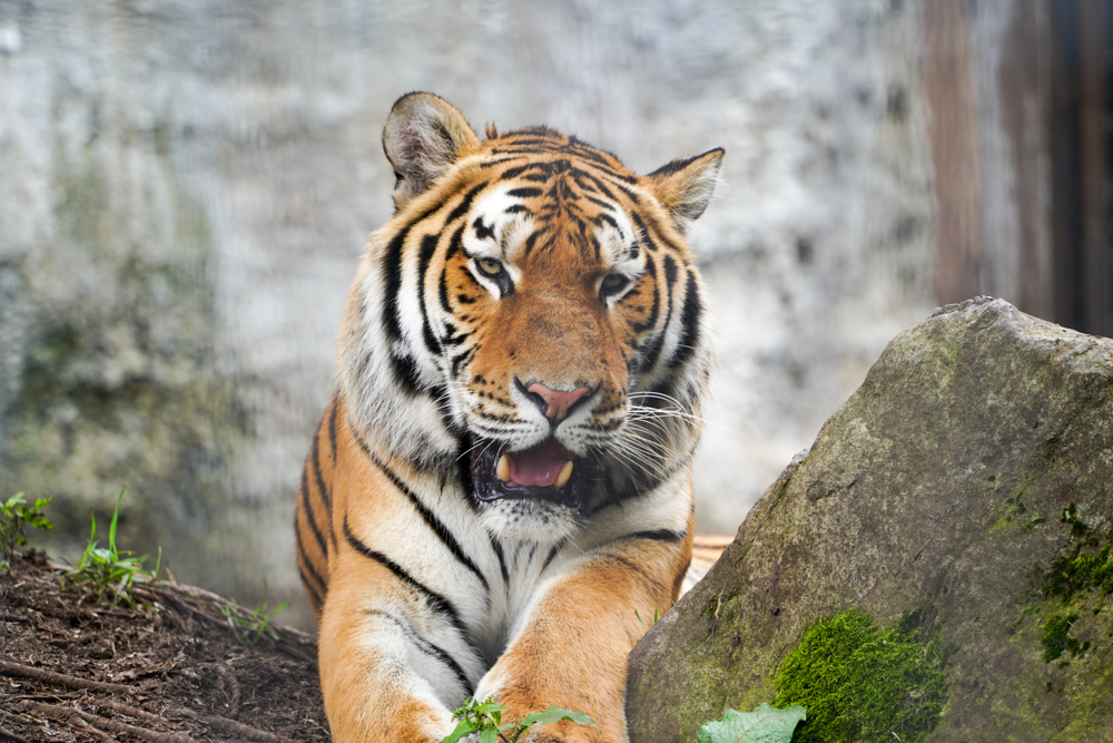 f:id:ayuman18:20180728224342j:plain