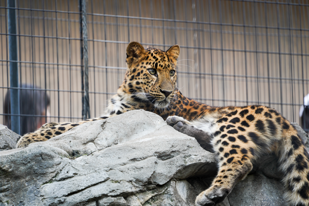 f:id:ayuman18:20180728224355j:plain