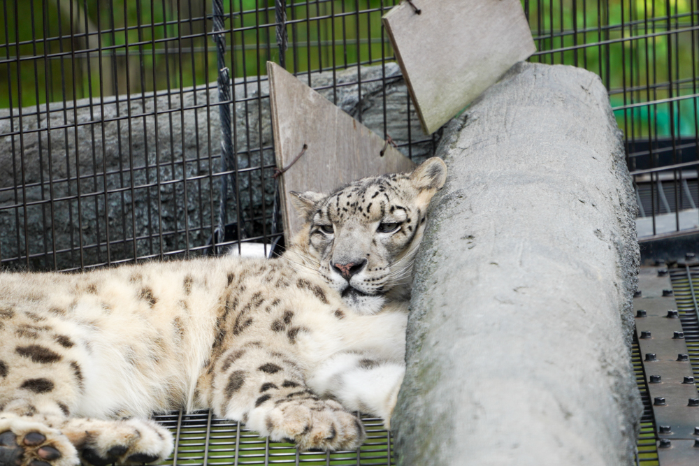 f:id:ayuman18:20180728224411j:plain