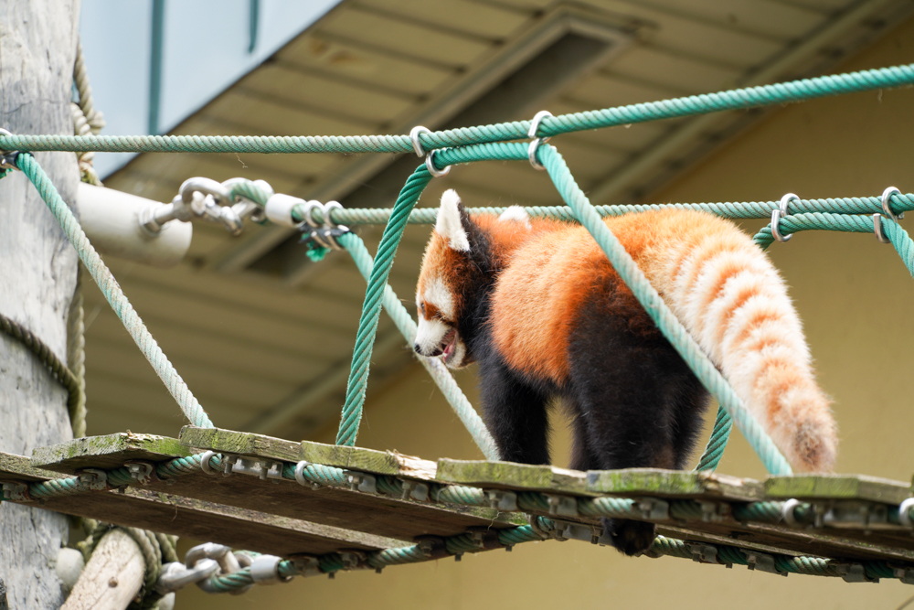 f:id:ayuman18:20180728224423j:plain