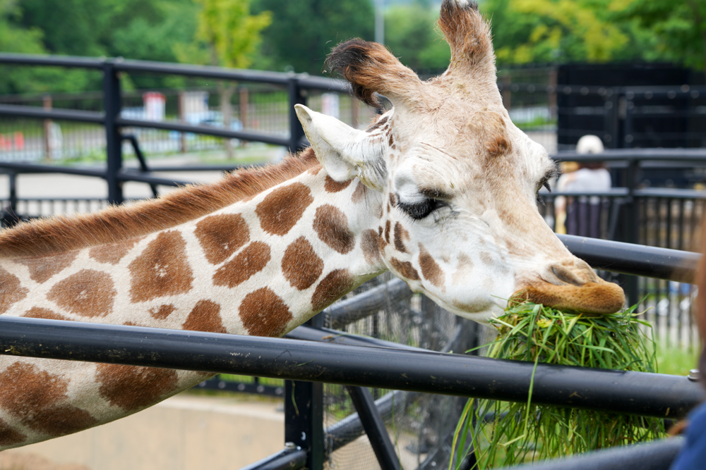 f:id:ayuman18:20180728224434j:plain