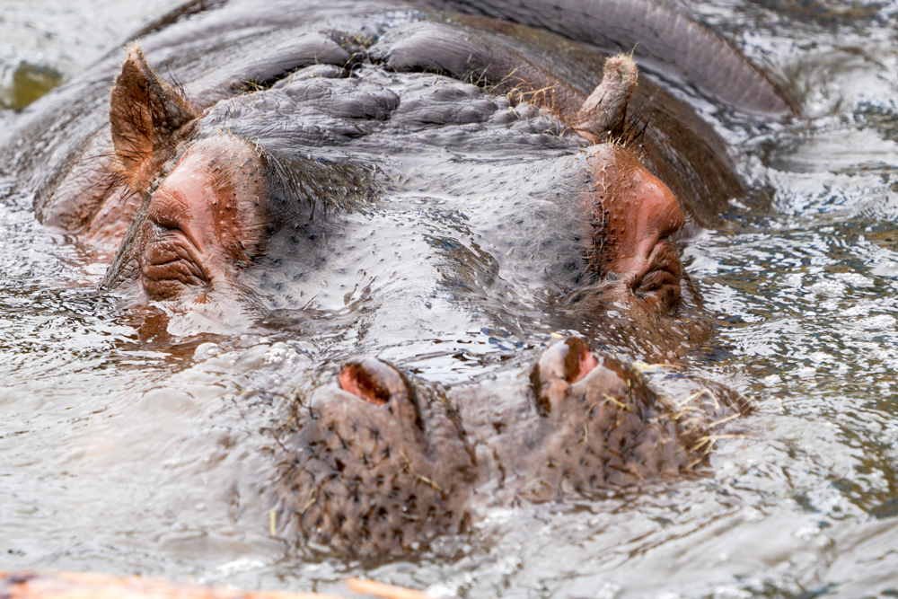 f:id:ayuman18:20180728224438j:plain