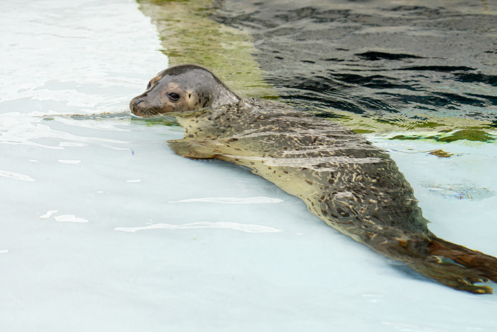 f:id:ayuman18:20180729102309j:plain