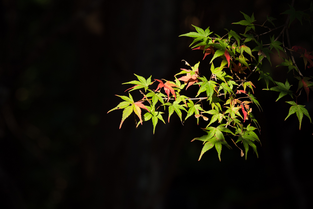 f:id:ayuman18:20181113004647j:plain