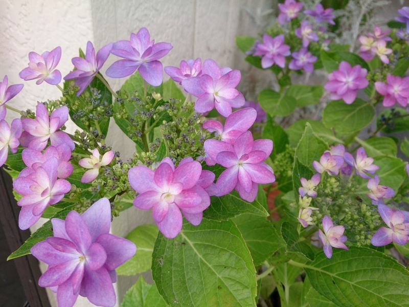 f:id:ayumihome:20160606152950j:image:w360