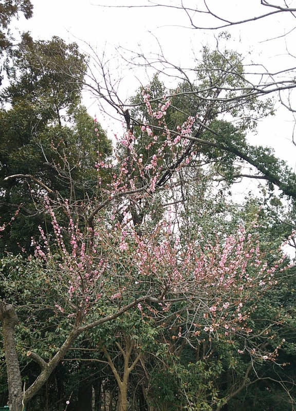 f:id:ayumihome:20170313092247j:image:w360