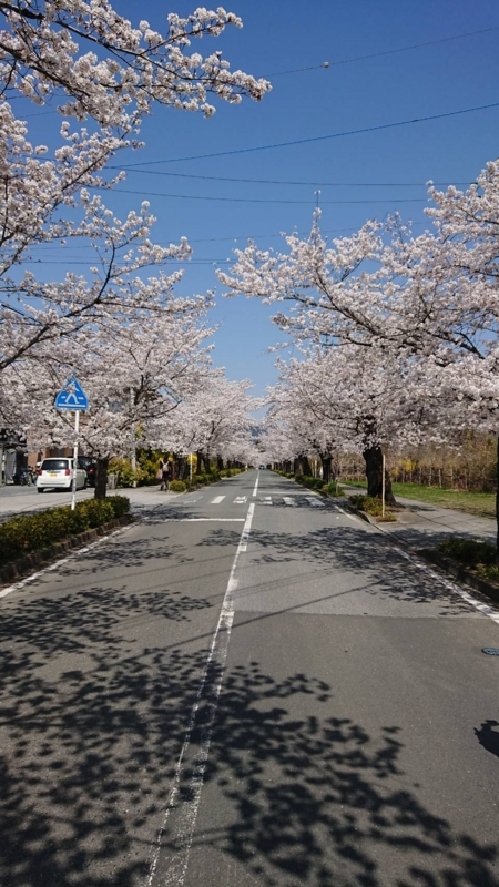 f:id:ayumihome:20180406101538j:image:w360