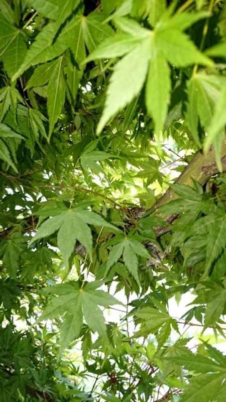 f:id:ayumihome:20180611151404j:image:w360