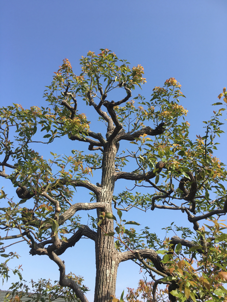 f:id:ayuminokuni:20170422002140j:plain f:id:ayuminokuni:20170422002140j:plain