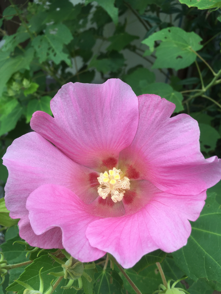 f:id:ayuminokuni:20170929232641j:plain f:id:ayuminokuni:20170929232641j:plain
