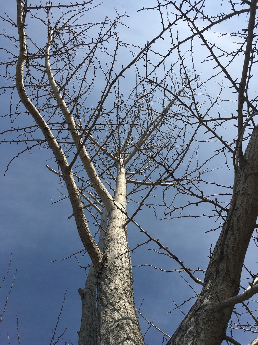 f:id:ayuminokuni:20190323163510j:plain f:id:ayuminokuni:20190323163510j:plain