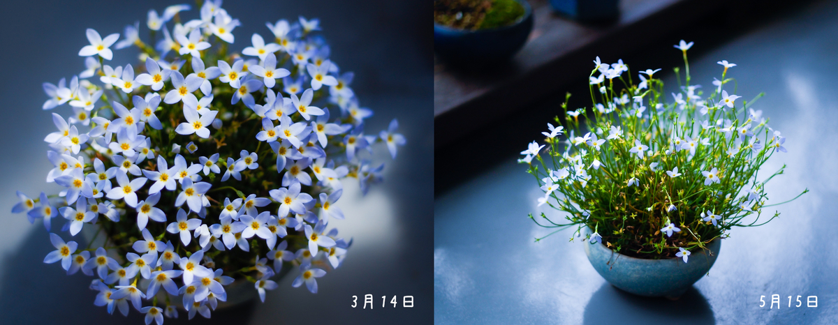 f:id:ayumitt:20210516155552j:plain
