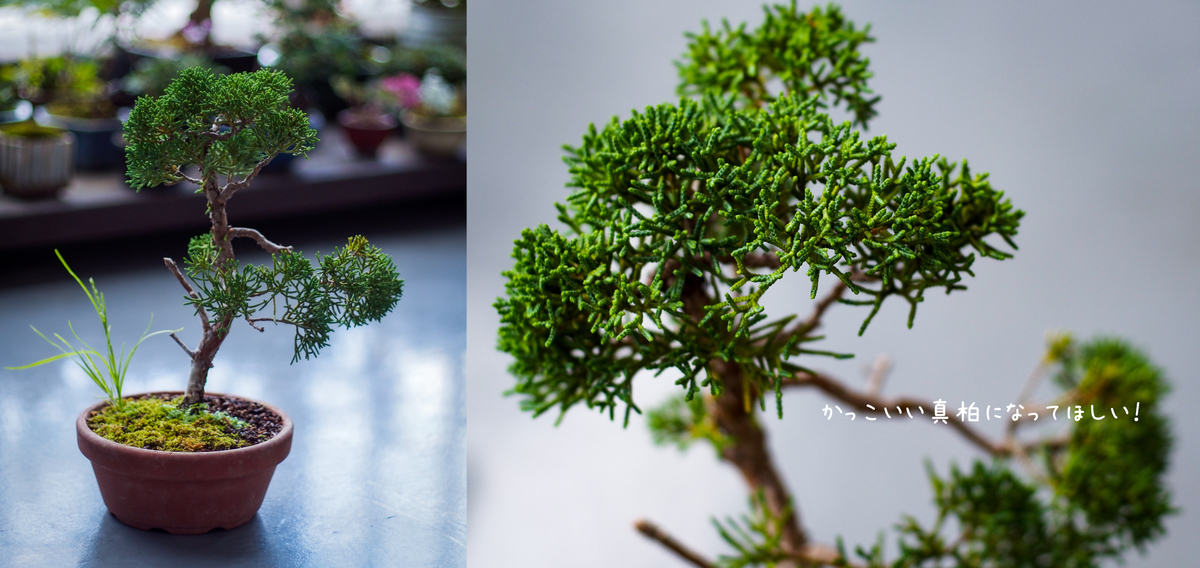 かっこいい真柏 - ベランダの木日記