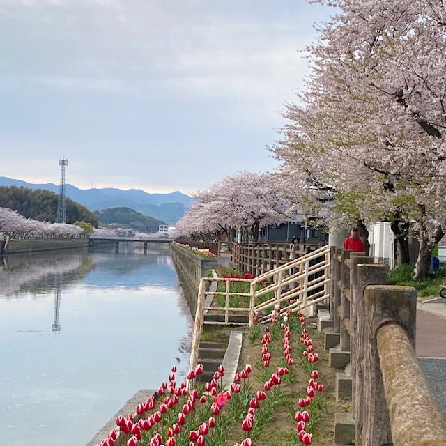 sakura2020-5
