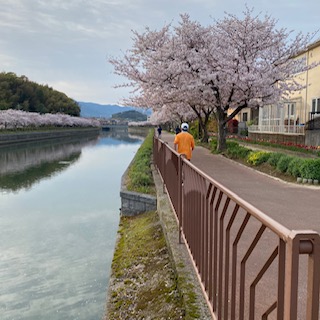 sakura2020-4