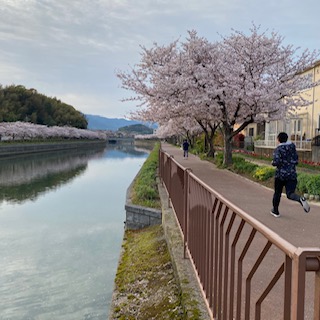 sakura2020-6