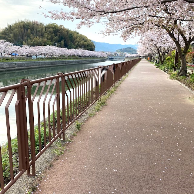 sakura2020-7