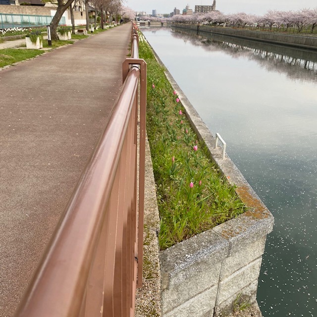 sakura2020-8