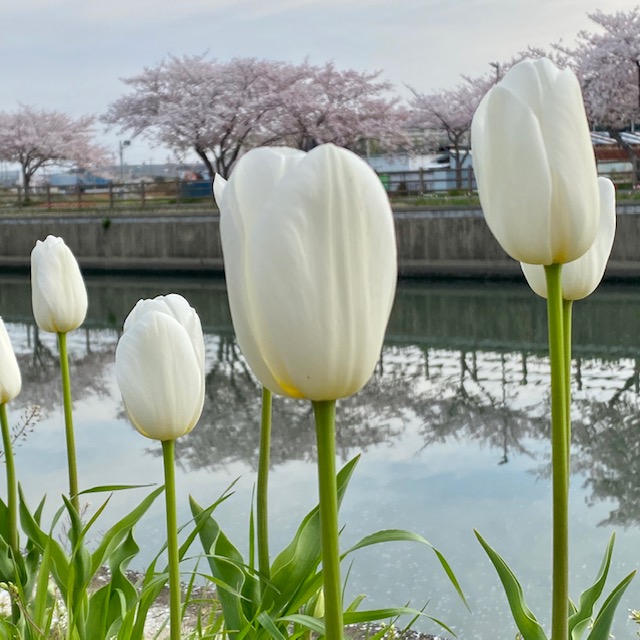 f:id:ayumiyori:20200414184711j:plain