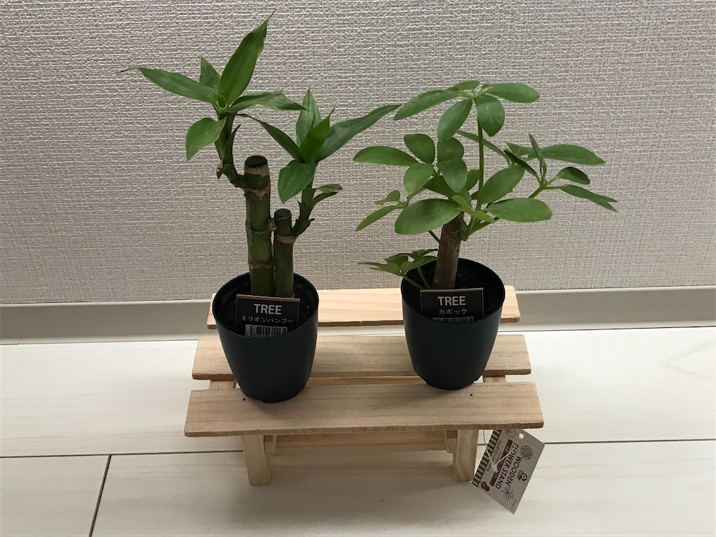 38 植物を育てましょう ミリオンバンブー カポック 幸せ感じる 日々の暮らし