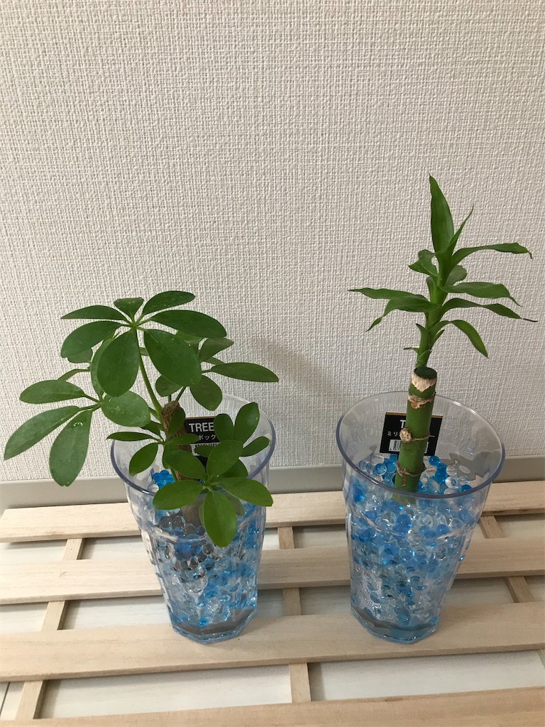 38 植物を育てましょう ミリオンバンブー カポック 幸せ感じる 日々の暮らし