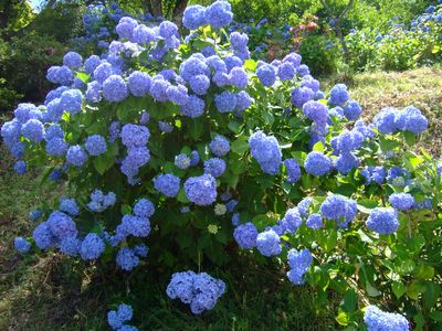 f:id:ayumylife:20200621064749j:plain f:id:ayumylife:20200621064749j:plain