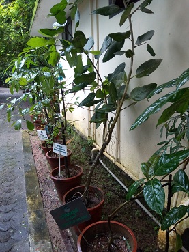 f:id:ayuruvettyco:20190907102609j:plain