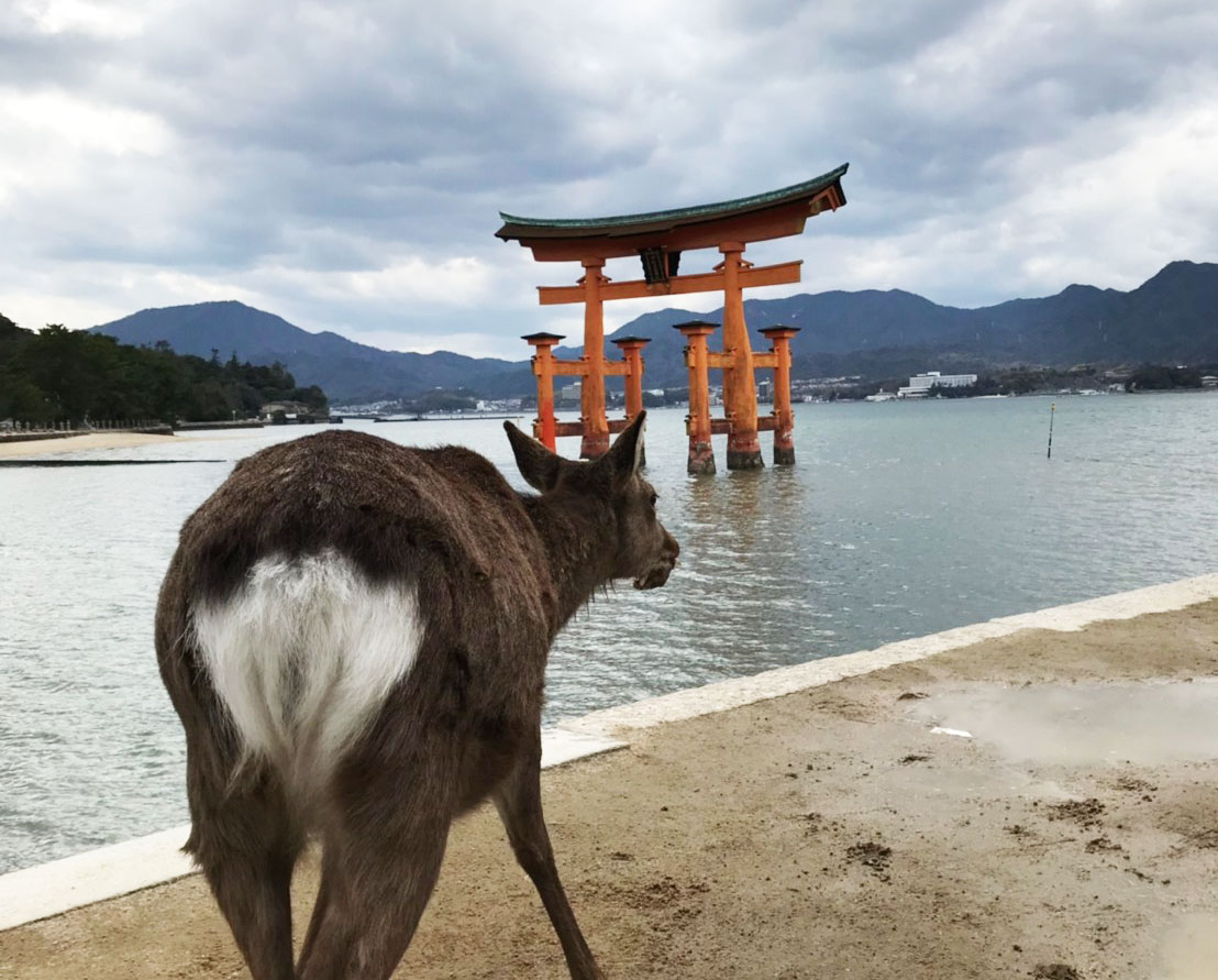 f:id:ayuupi:20190317182950j:plain f:id:ayuupi:20190317182950j:plain
