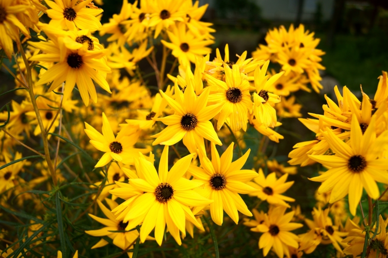 f:id:az700:20111019134025j:image