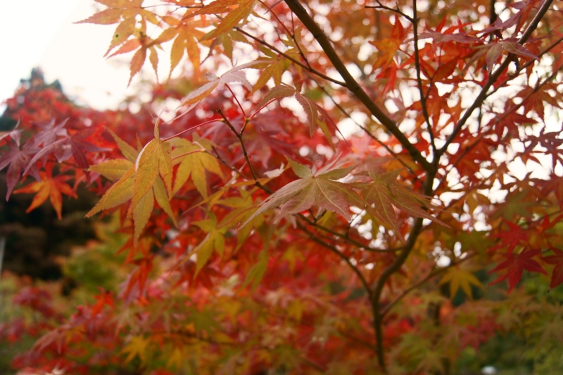f:id:az700:20111019135659j:image
