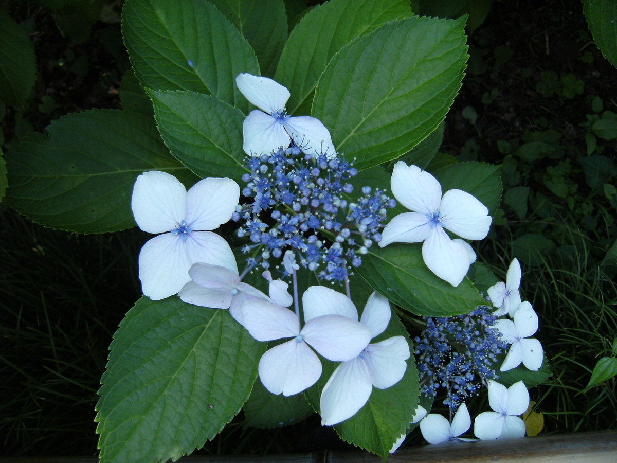 f:id:azami0830:20210604130938j:plain