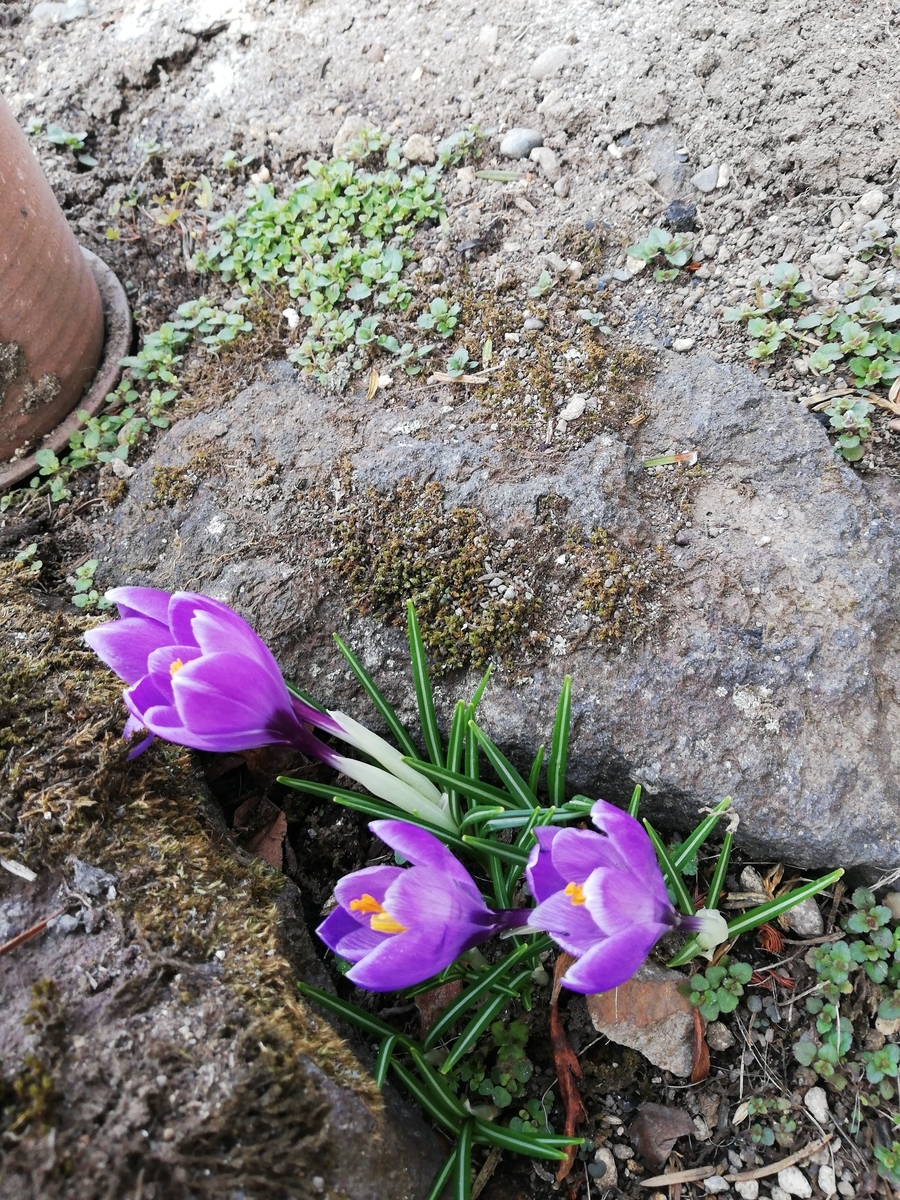 f:id:azami0830:20220412100350j:plain