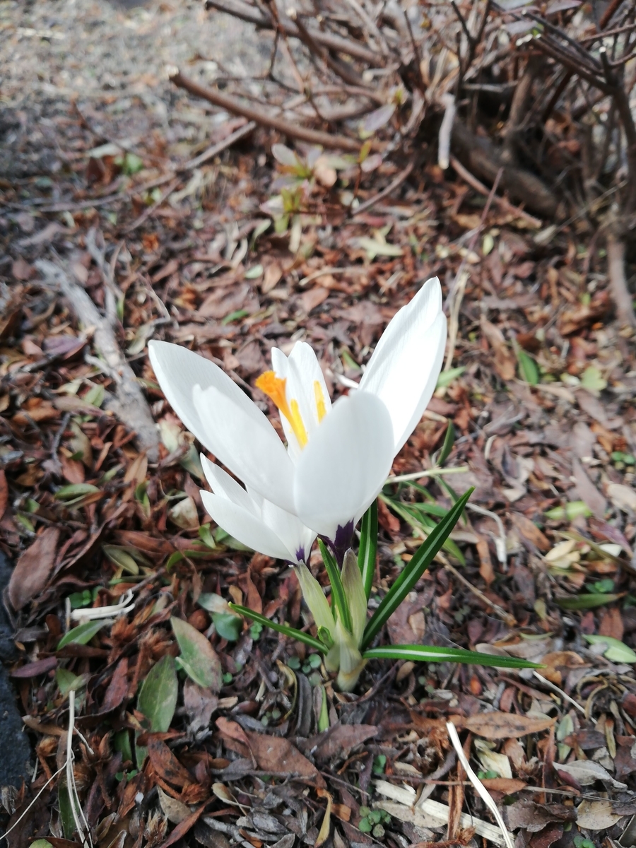 f:id:azami0830:20220412100412j:plain