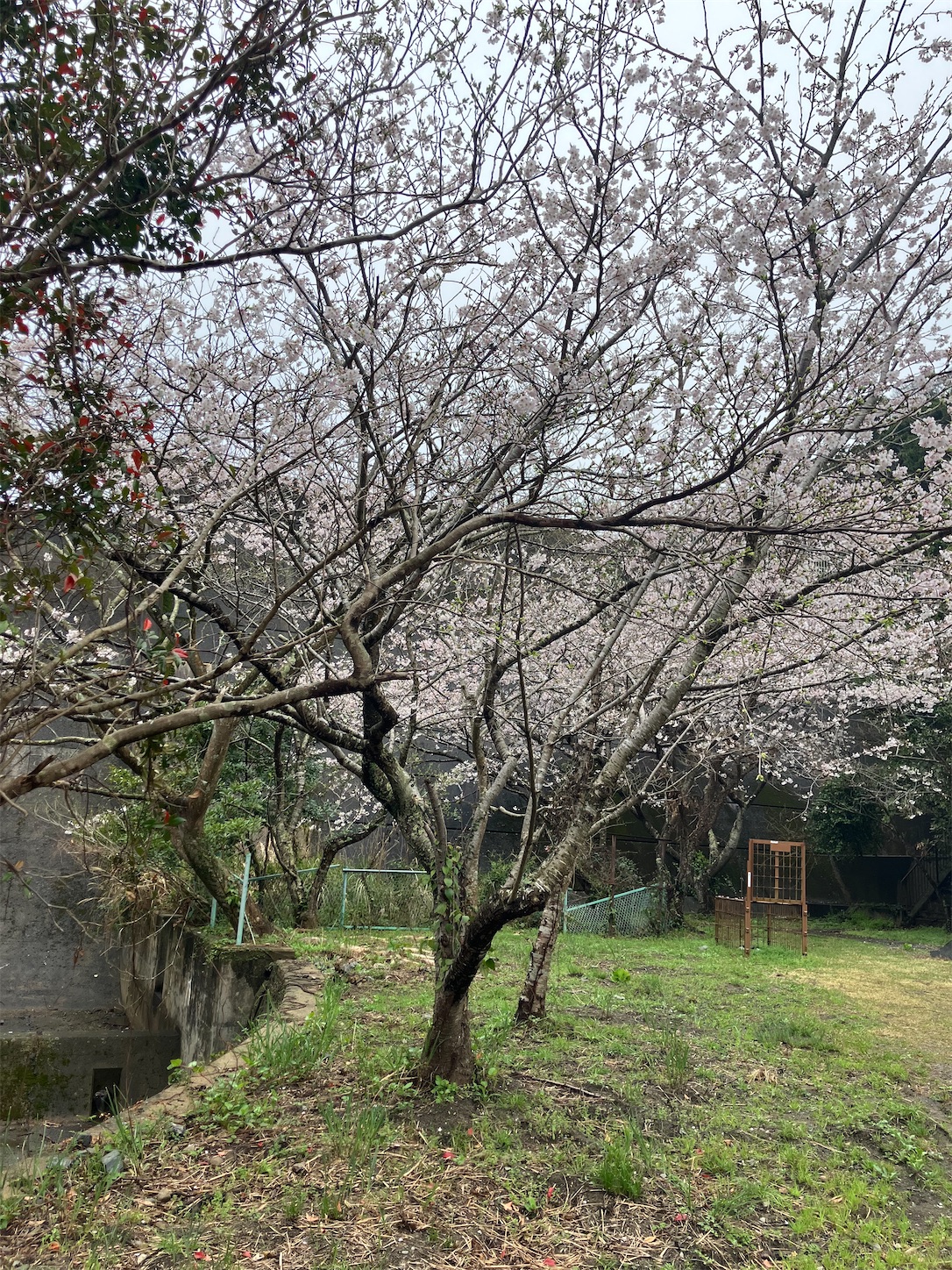 f:id:azamibrog:20250331194944j:image