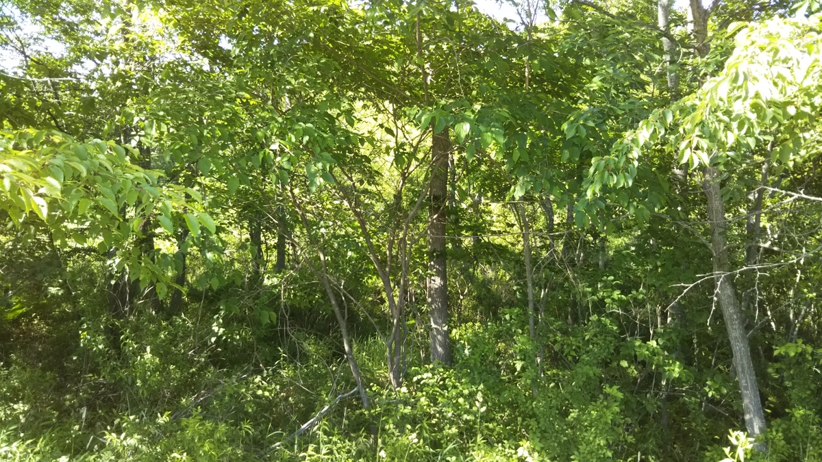 f:id:azarasix:20200628184522j:plain