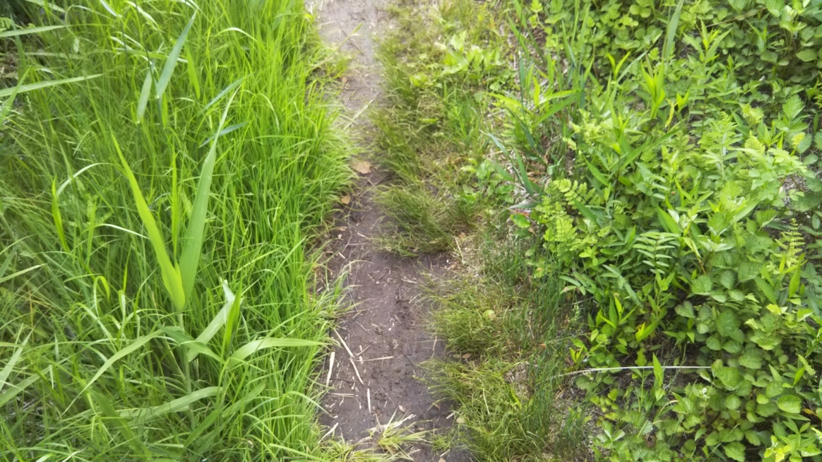 f:id:azarasix:20200628192326j:plain