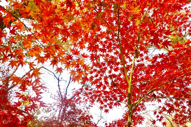 f:id:azayhr:20161116123559j:image