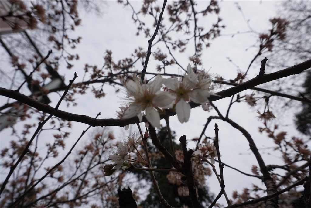 f:id:azayhr:20170312102311j:image