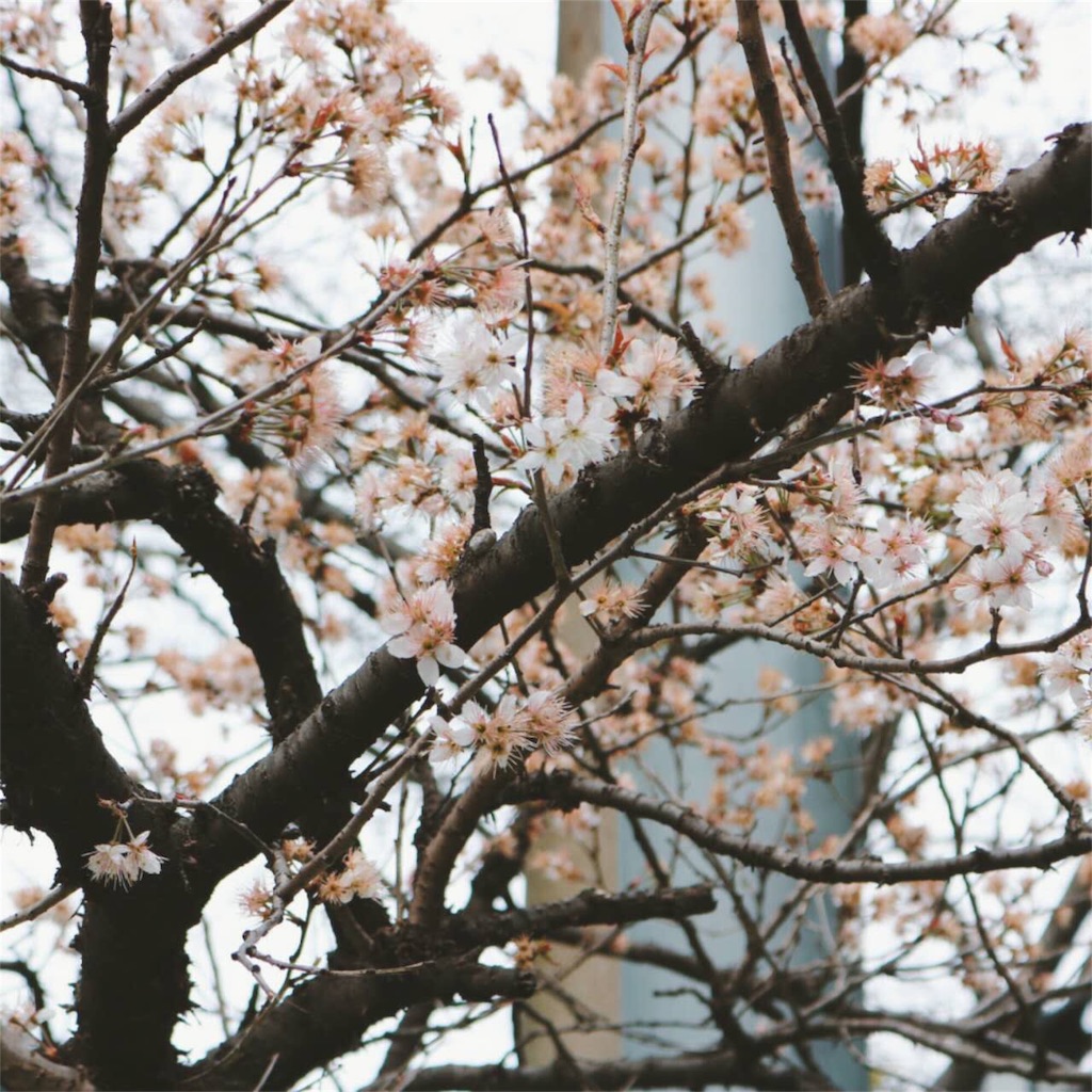 f:id:azayhr:20170312102314j:image