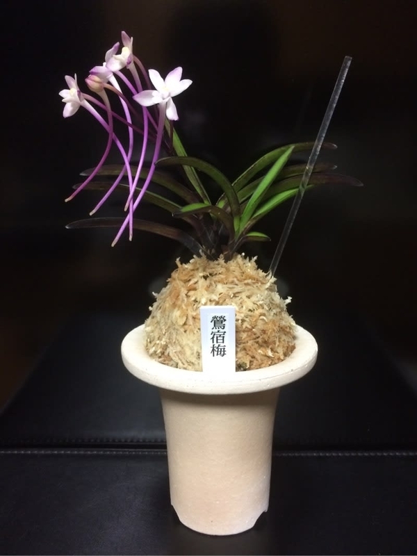 鶯宿梅 - 純風満蘭（富貴蘭・風蘭ブログ 着生蘭よもやま話）
