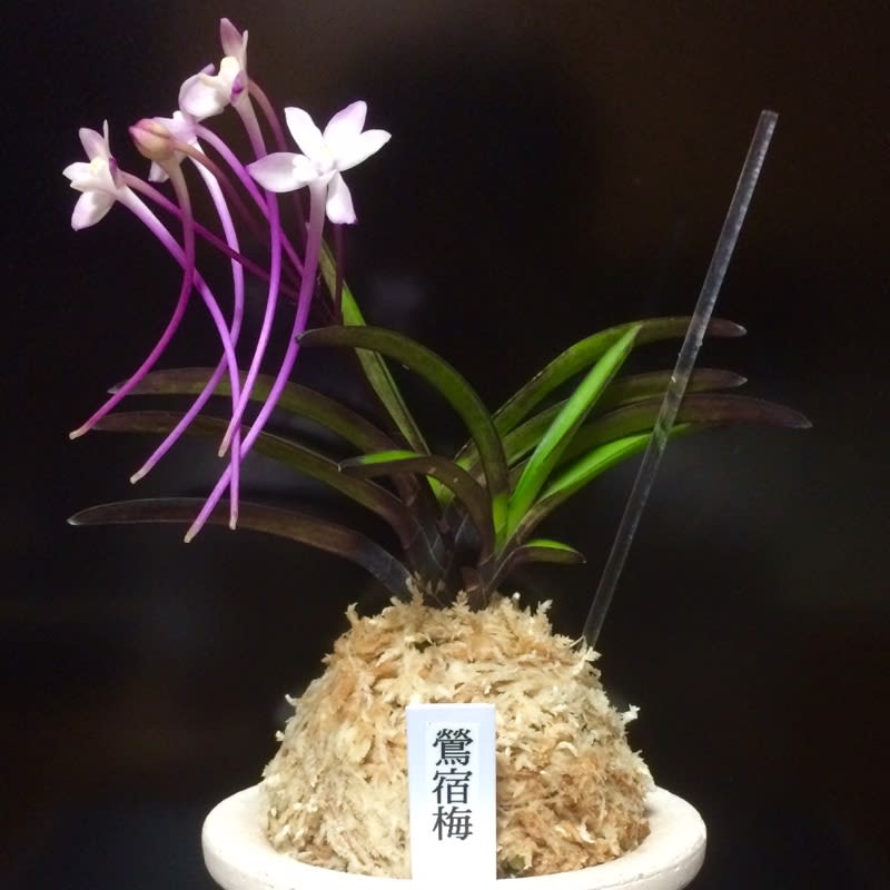 鶯宿梅 - 純風満蘭（富貴蘭・風蘭ブログ 着生蘭よもやま話）