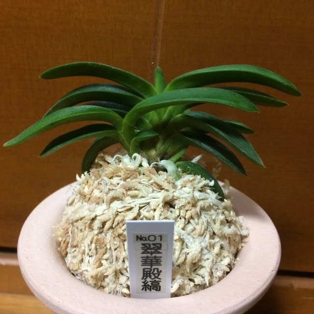 翠華殿縞No.1 - 純風満蘭（富貴蘭・風蘭ブログ 着生蘭よもやま話）