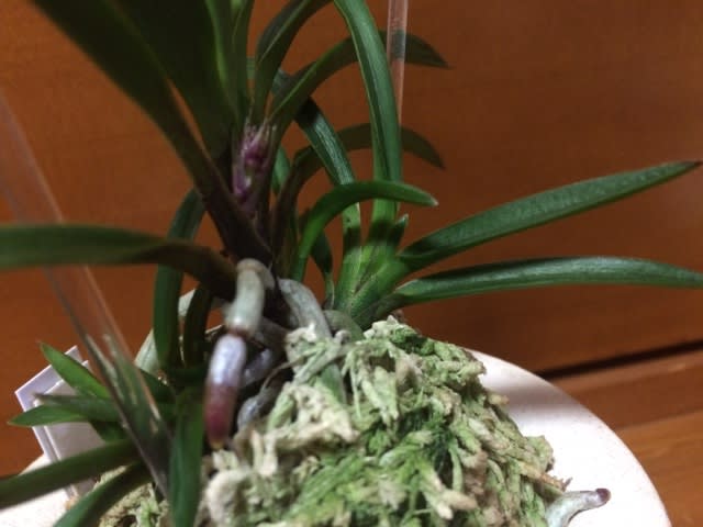 友禅錦（青） - 純風満蘭（富貴蘭・風蘭ブログ 着生蘭よもやま話）
