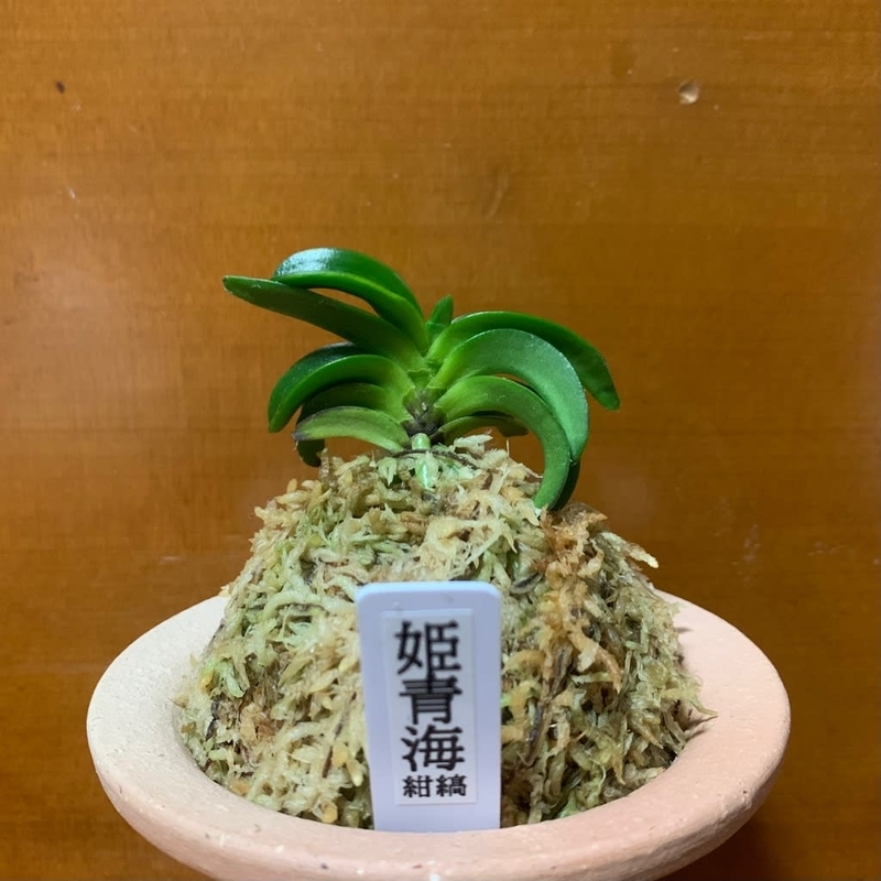 姫青海紺縞 - 純風満蘭（富貴蘭・風蘭ブログ 着生蘭よもやま話）
