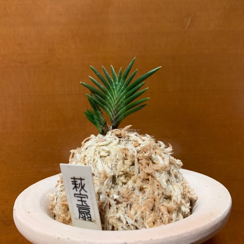 萩宝扇 - 純風満蘭（富貴蘭・風蘭ブログ 着生蘭よもやま話）