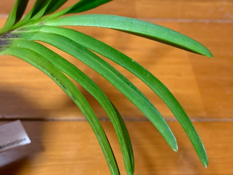 黄牡丹錦 - 純風満蘭（富貴蘭・風蘭ブログ 着生蘭よもやま話）