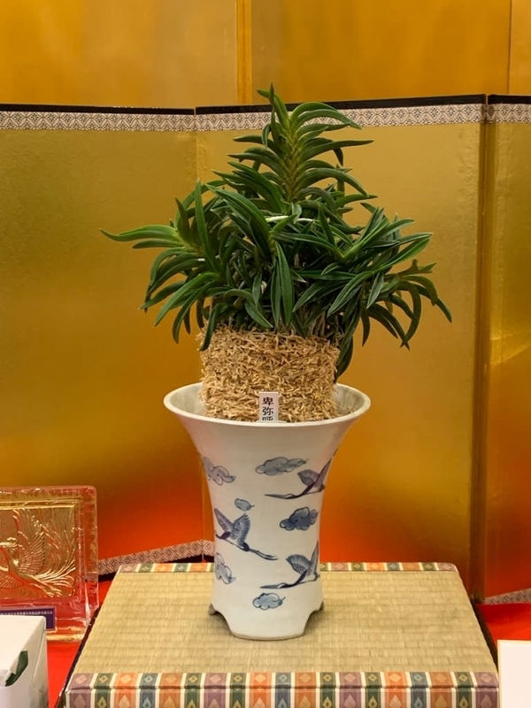 富貴蘭「金の鈴」現存数1本のみの山吹色に輝く、かつて数百万円で取引された鈴虫の縞 第76回 日本富貴蘭会 美術品評全国大会の展示品 - 純風満蘭（富貴蘭