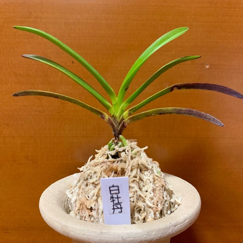 ☆富貴蘭☆【大波白牡丹】本物です。 富貴蘭大波白牡丹です 【公式通販】